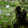 屋久島 雨が育む森