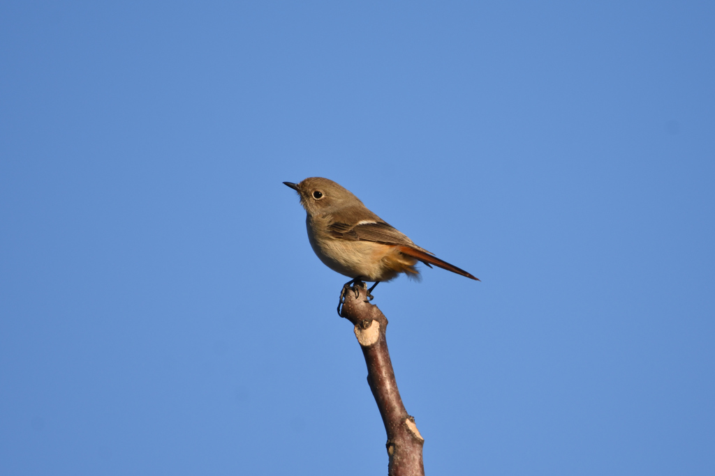 青空にジョウビタキ
