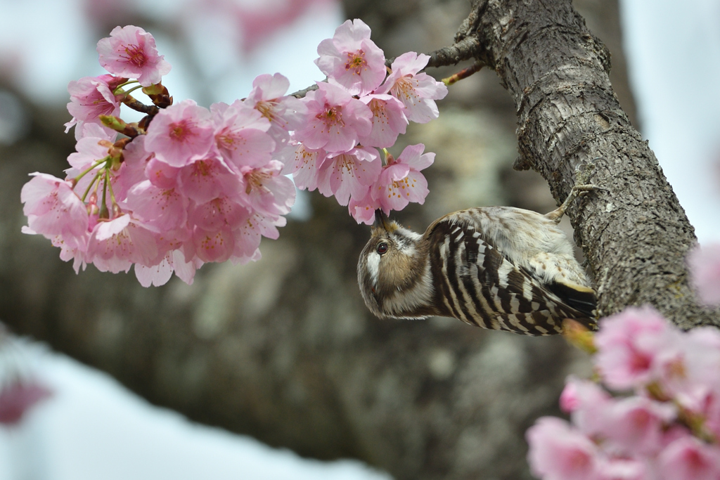 桜と小啄木鳥