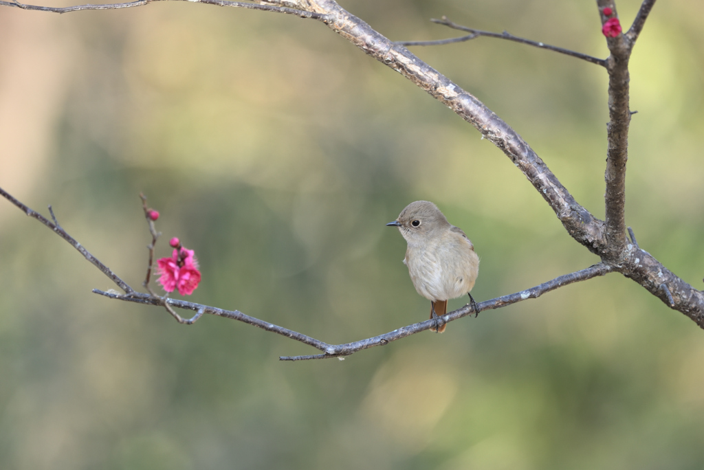 花を愛でるかの様に　