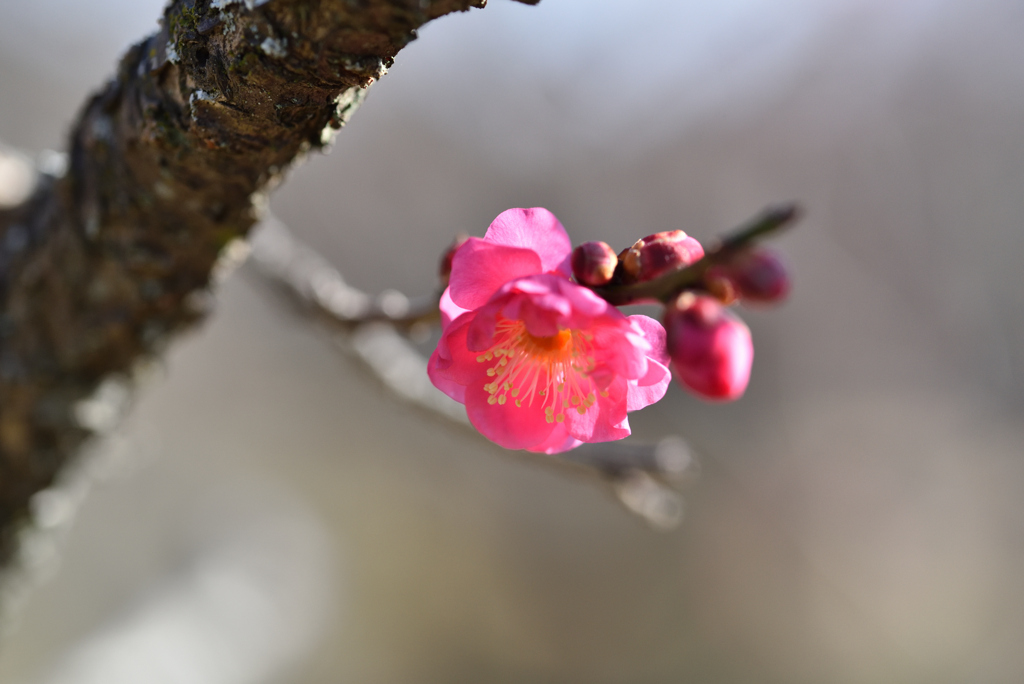 春はそこまで