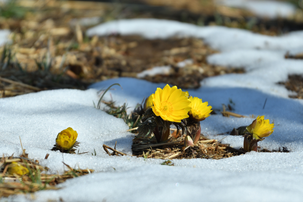 陽だまりの雪と福寿草