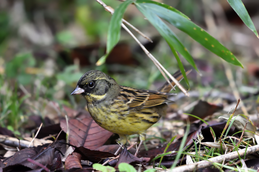 接近するアオジ