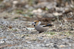 舞い降りたシメ