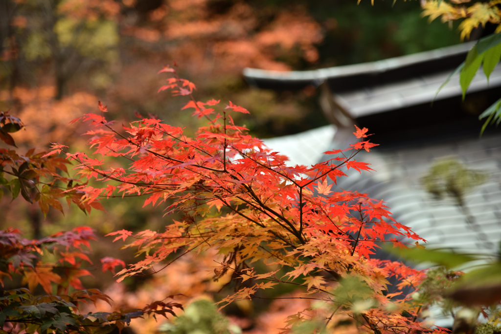 境内の紅葉