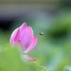 蓮に舞う