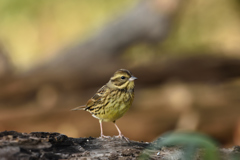 意外に可愛いアオジ