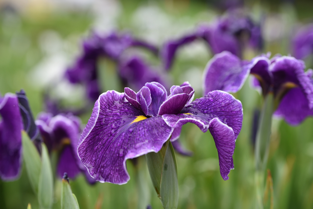 梅雨の花菖蒲Ⅱ