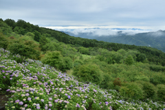 山頂の紫陽花