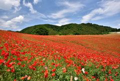 天空の花畑Ⅰ