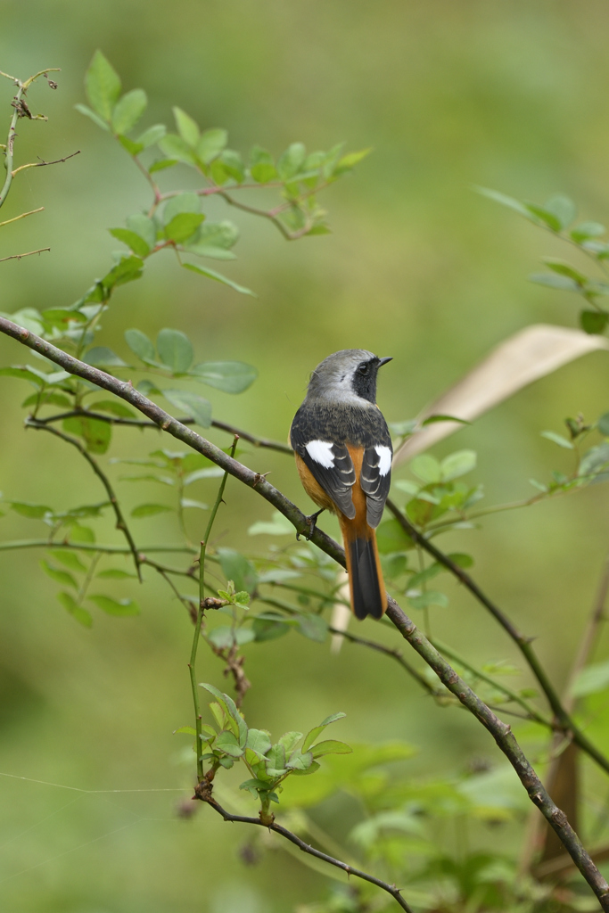 お待ちしておりました