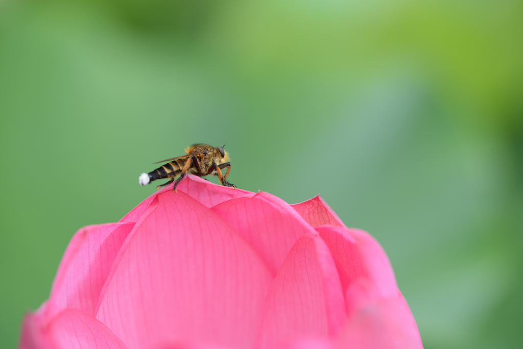 花びら散歩