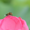 花びら散歩