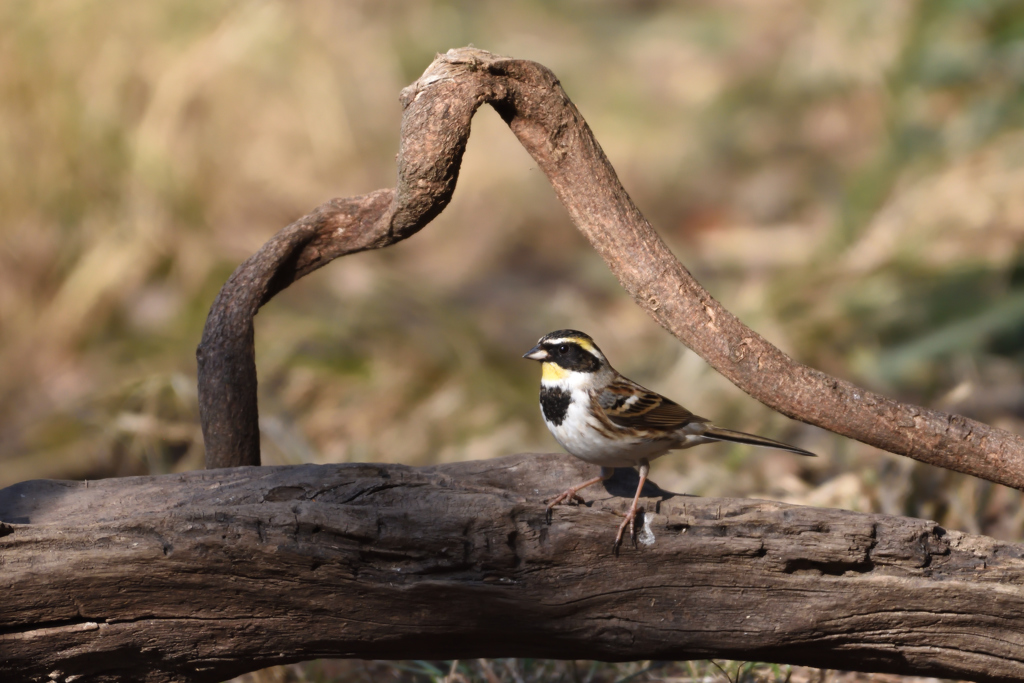 ミヤマホオジロⅡ