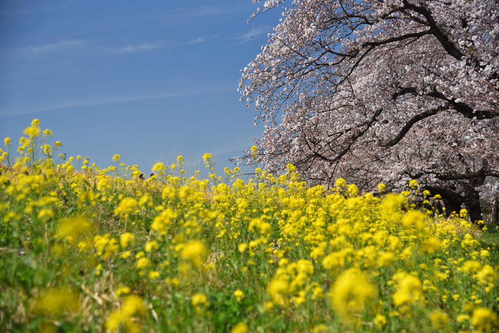 お花見