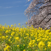 お花見