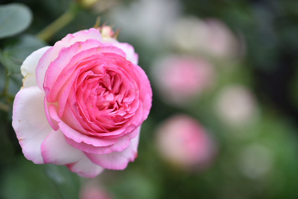 庭の薔薇2019年Ⅰ