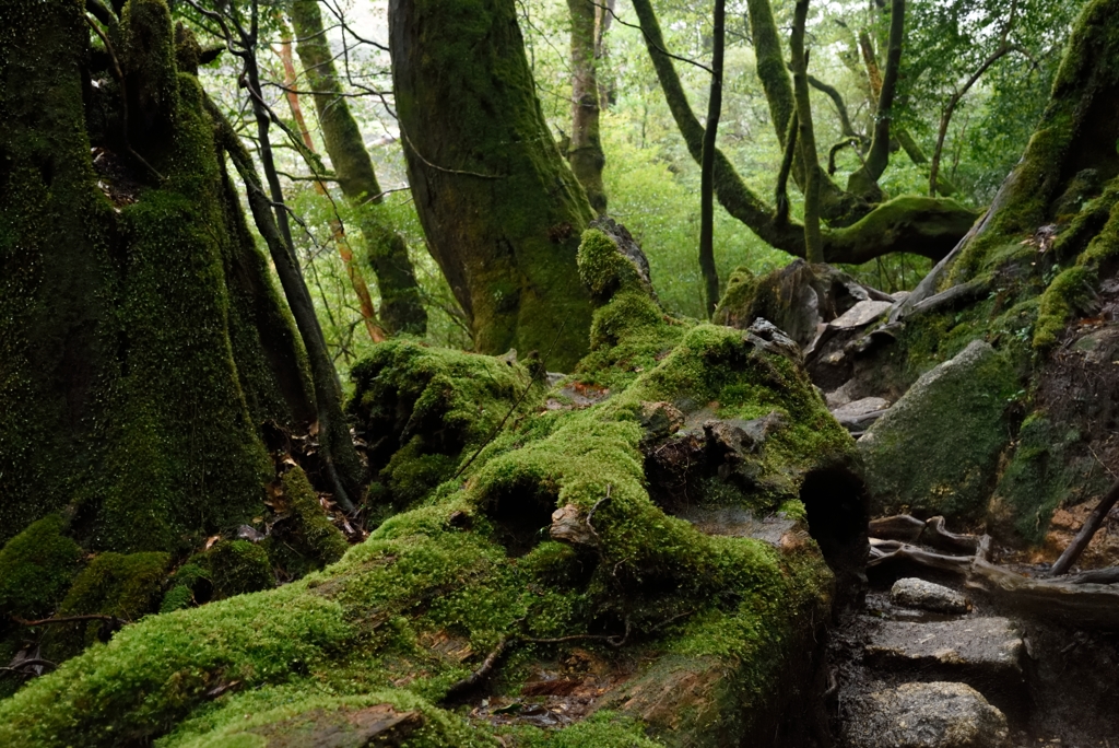 屋久島 精霊の森Ⅵ