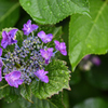 雨上がりの紫陽花