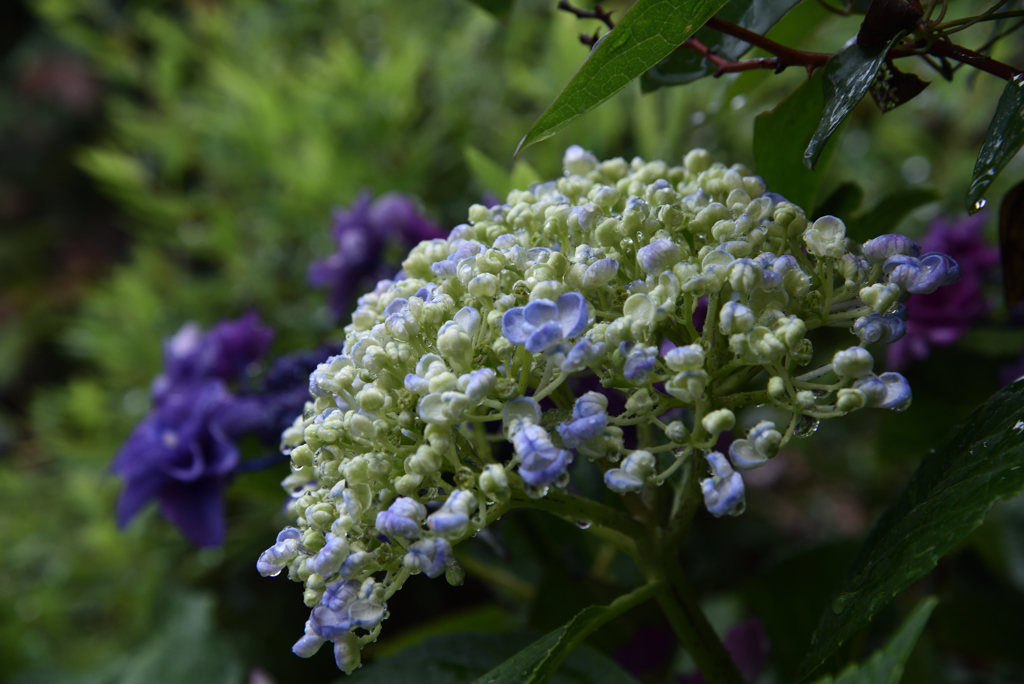 梅雨の紫陽花Ⅳ