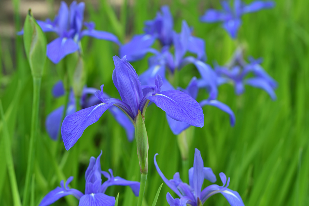燕子花