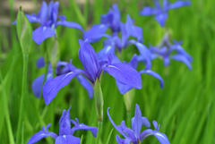 燕子花