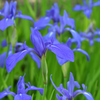 燕子花