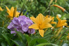 紫陽花とスカシユリⅡ