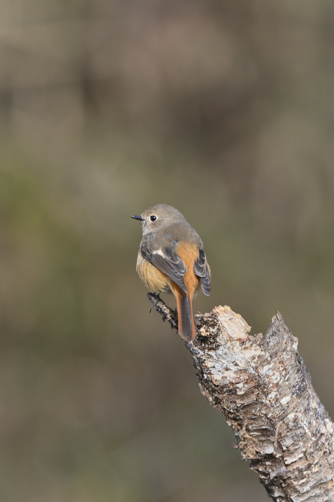大晦日のジョビ