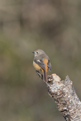 大晦日のジョビ