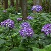 山里の紫陽花Ⅱ