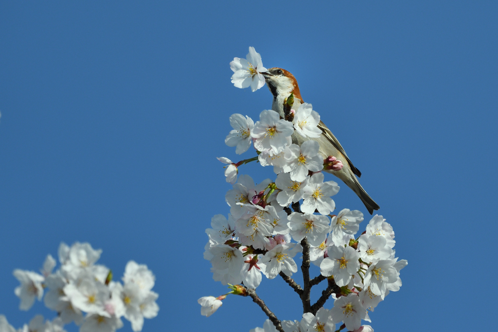 青空と桜と