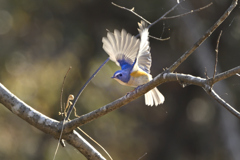 お正月らしい写真を探して