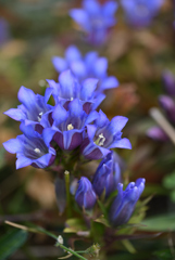 秋深まり竜胆咲く