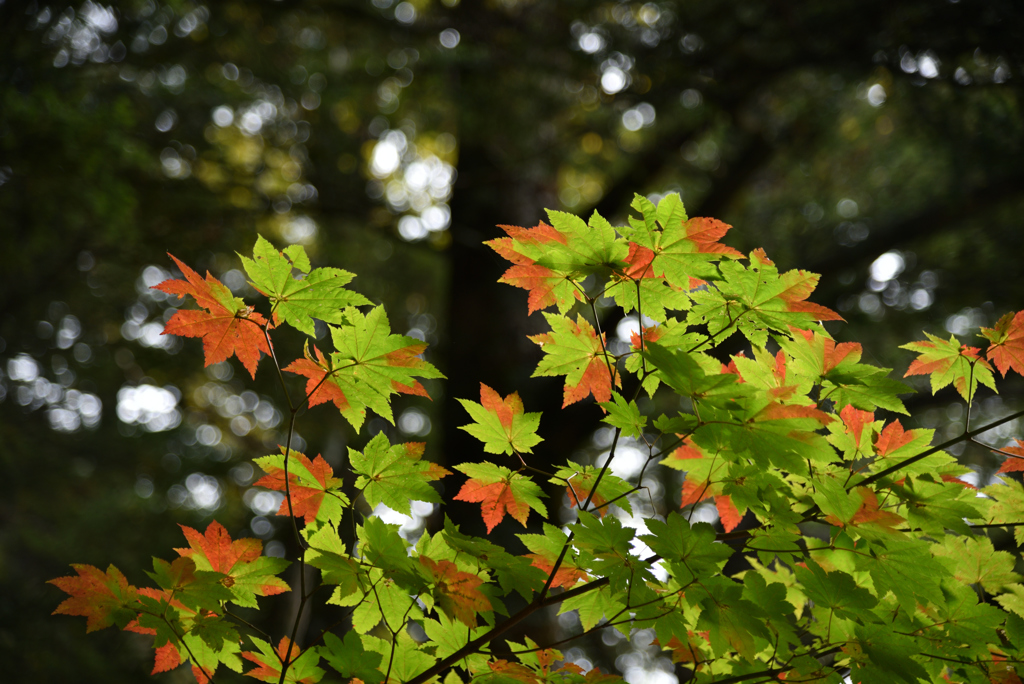 絵ガラスのような紅葉