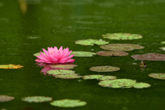 睡蓮－雨