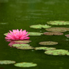 睡蓮－雨