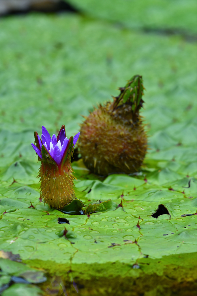 水生植物の池にてⅡ
