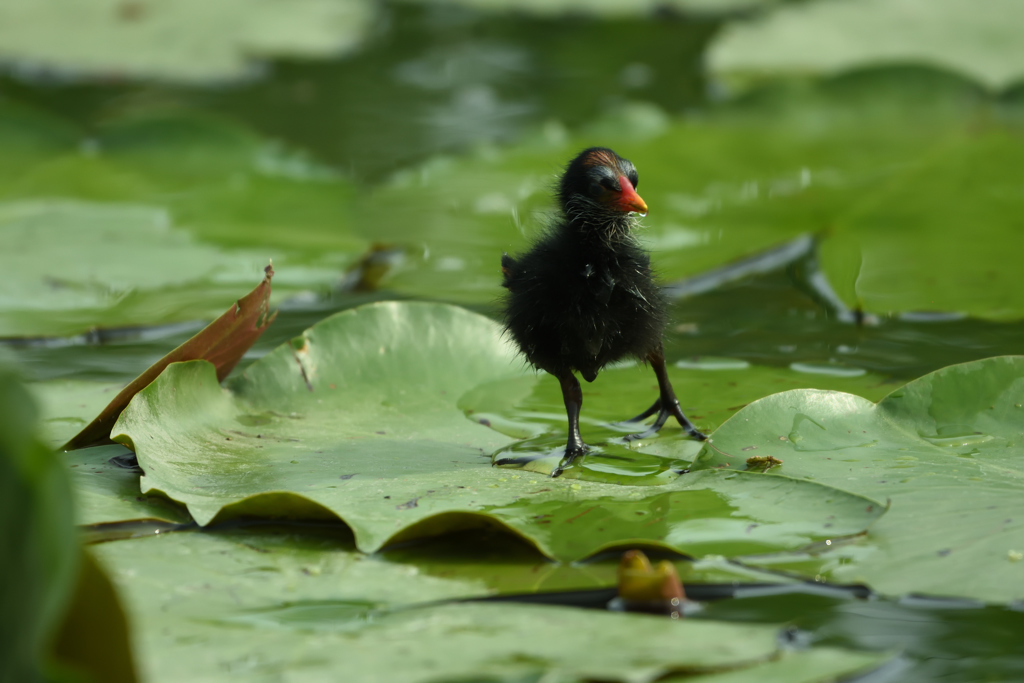 よちよちあるき