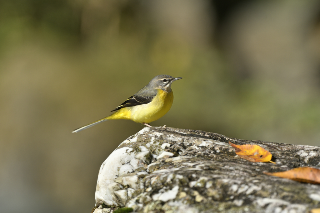 秋 渓谷の貴婦人Ⅰ