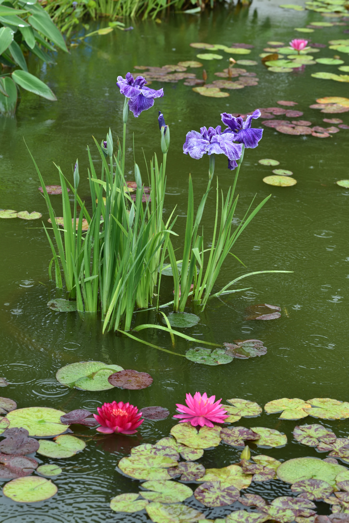 睡蓮池の花菖蒲