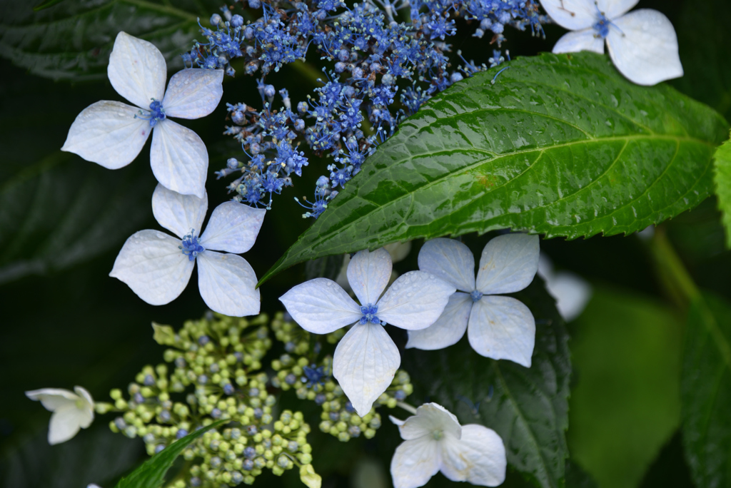 梅雨の紫陽花Ⅱ