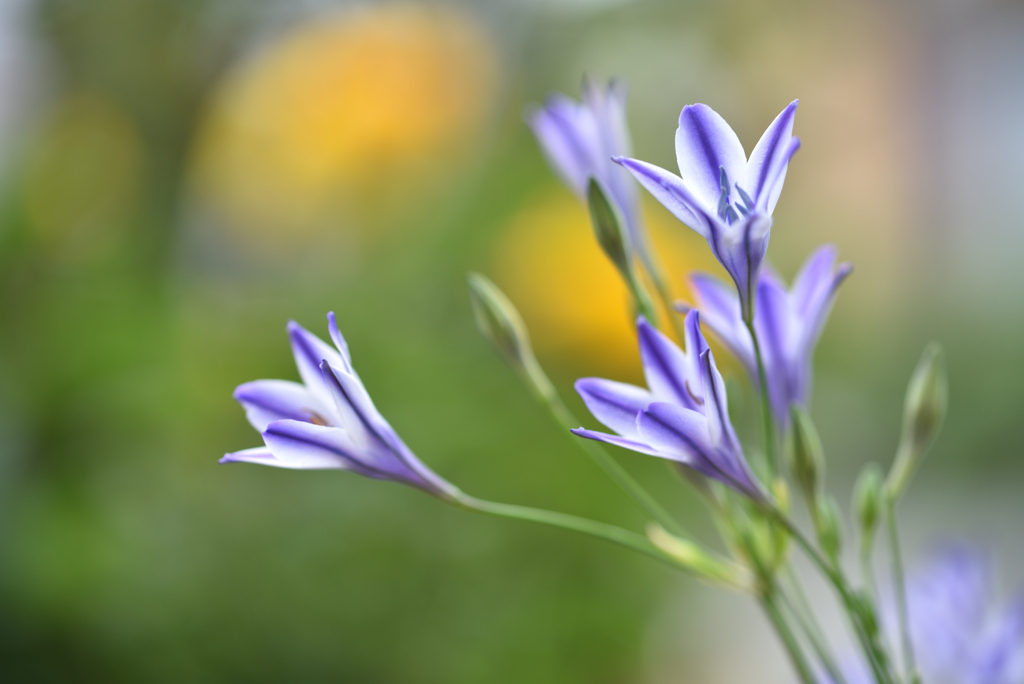 花言葉は淡い恋Ⅱ