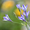 花言葉は淡い恋Ⅱ
