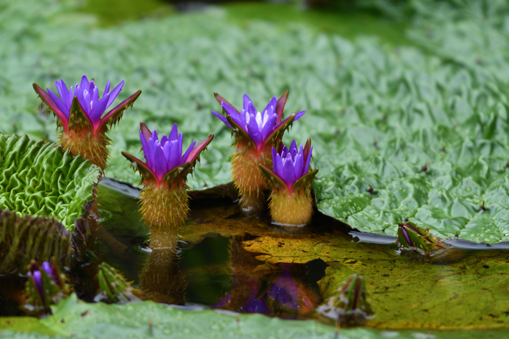 水生植物の池にてⅢ