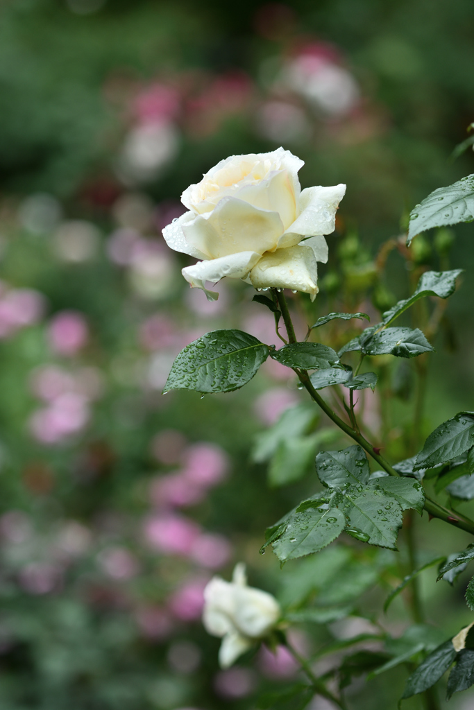雨上がり白い薔薇