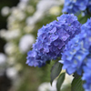 重なるｂｌｕｅ