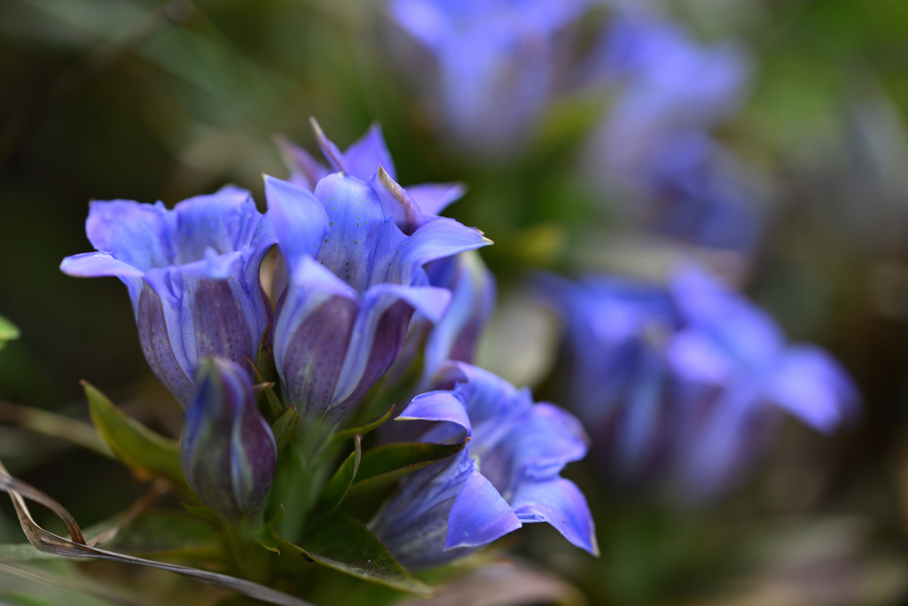 秋深まり竜胆咲くⅡ