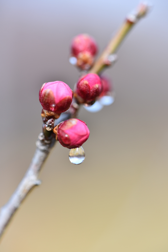 梅花のアクセサリー