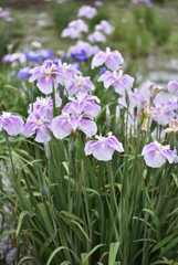 梅雨の花菖蒲Ⅳ